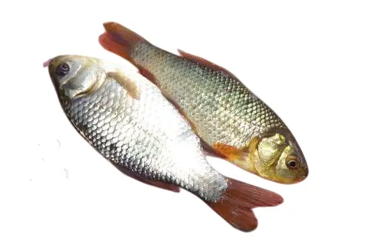 Живец (карась)